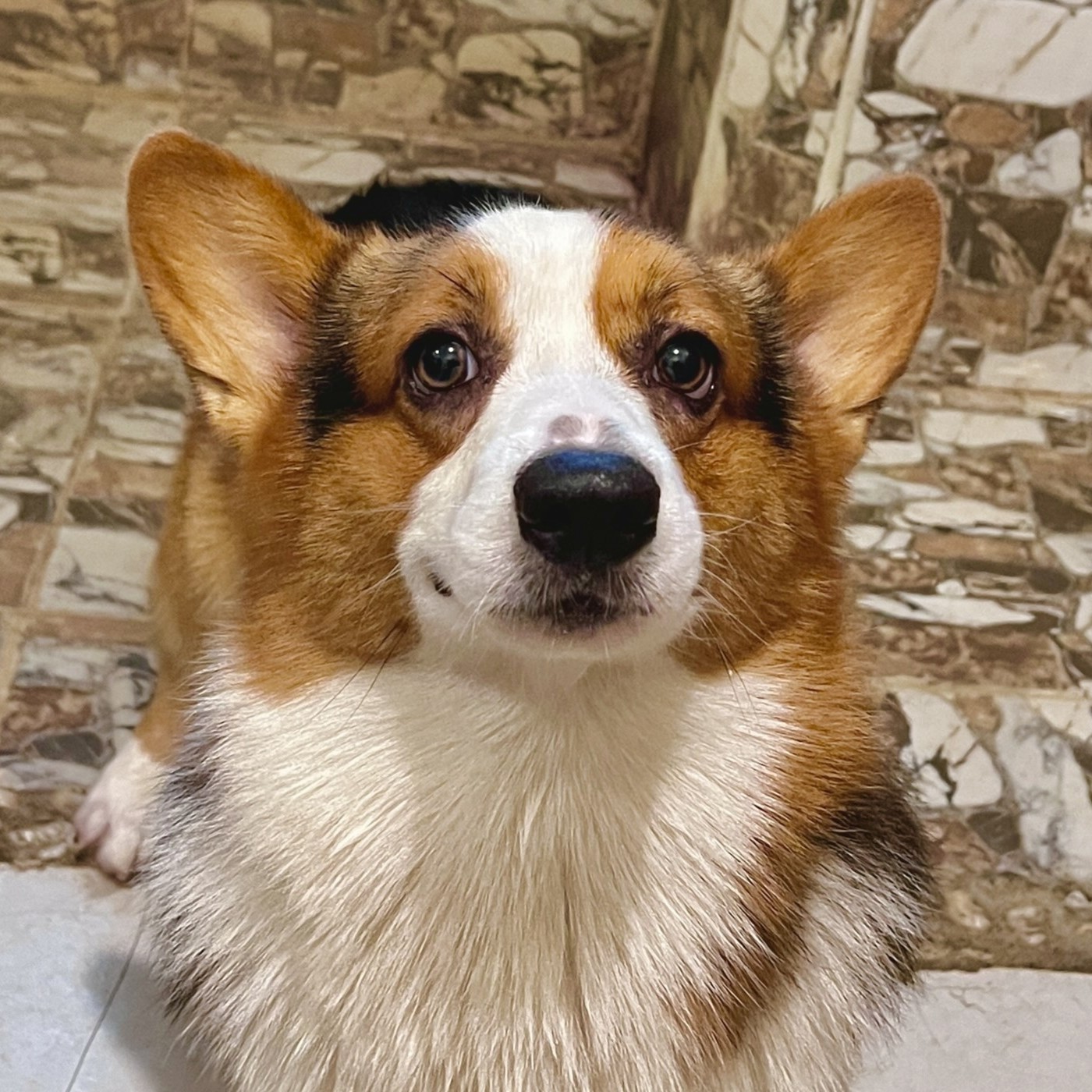 Bear - Pawstify Team